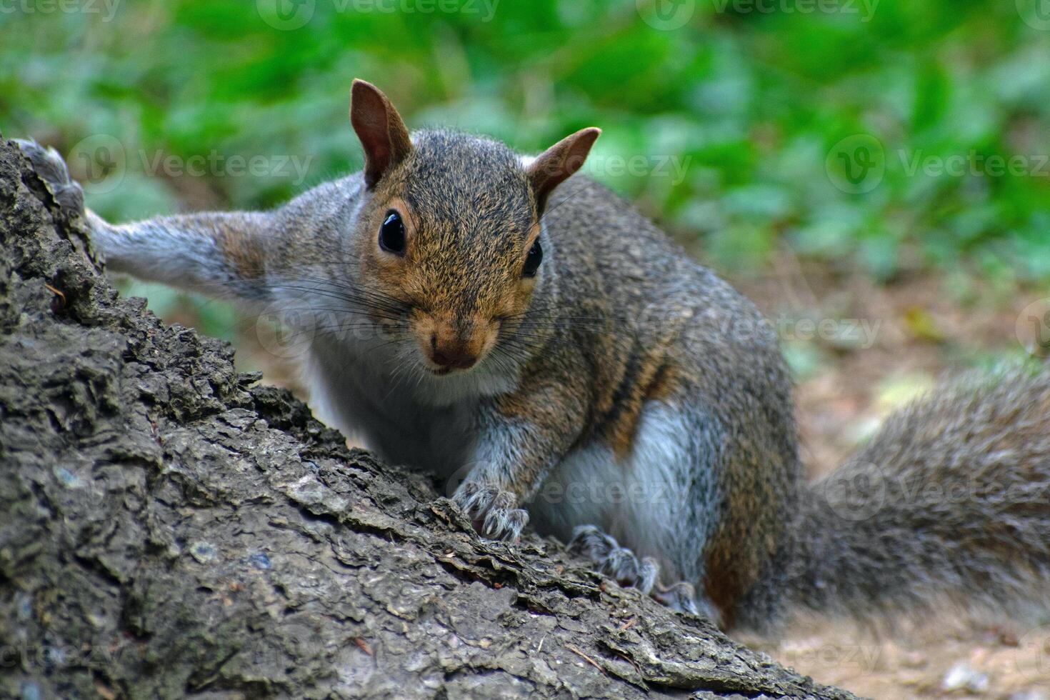 Perched Majesty Squirrel Sitting Up in the Tree photo