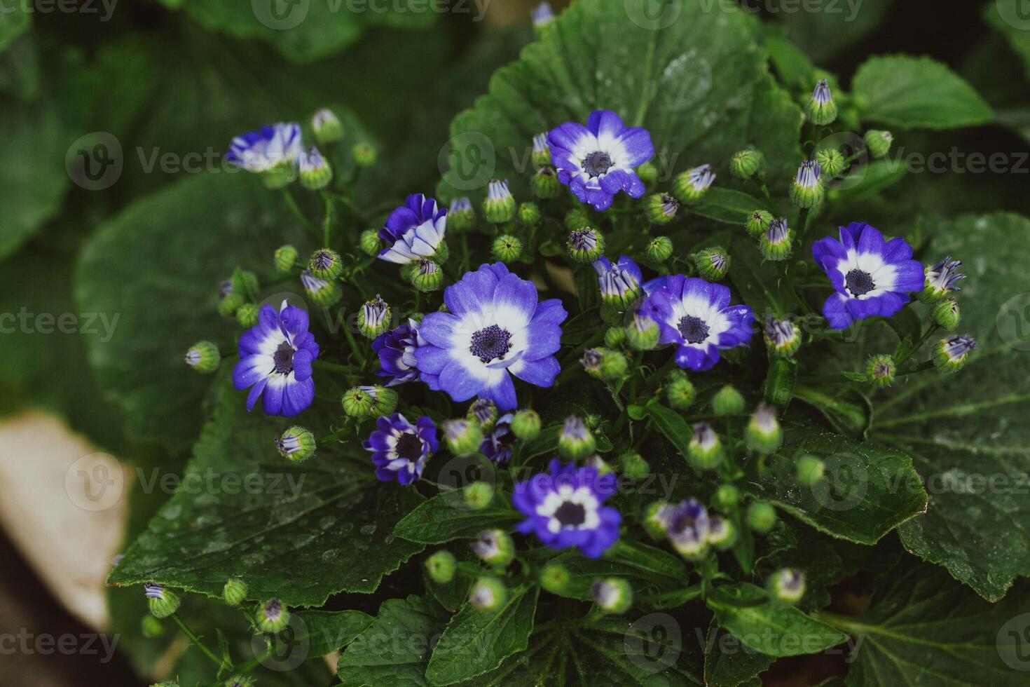 The White and Purple Symphony of the Forest Flowers photo