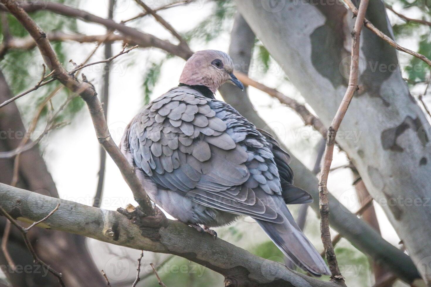 Graceful The Dove's Feathered Rest photo
