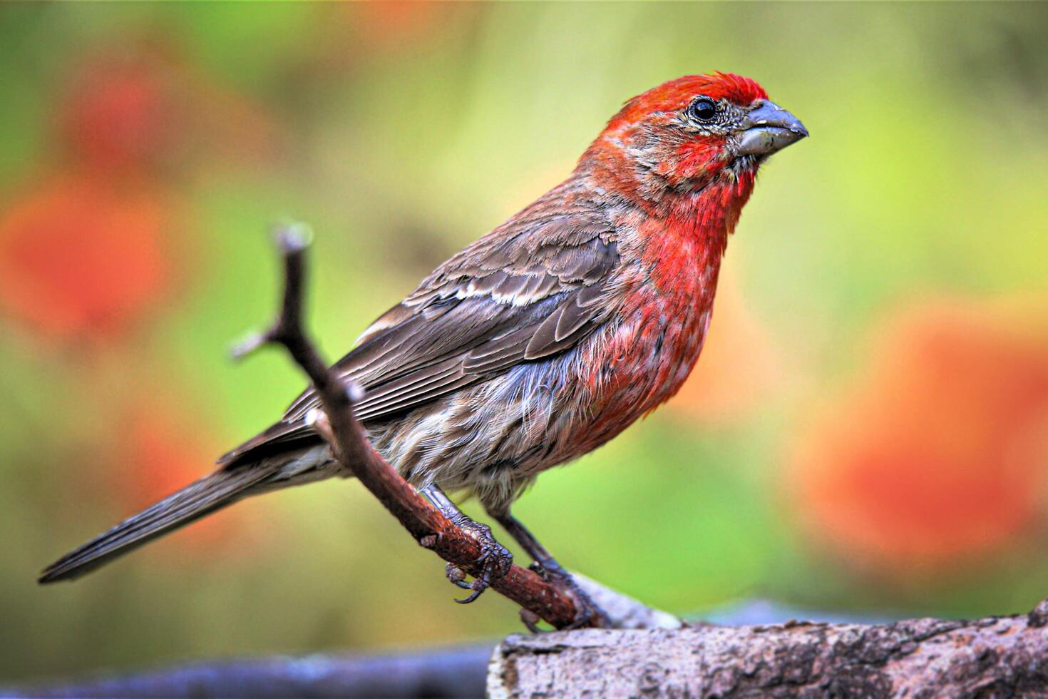 Serenade of Feathers Sparrow on the Branch photo