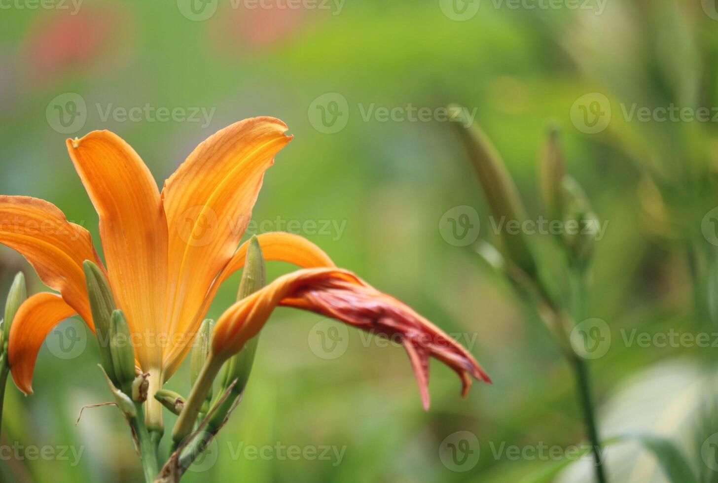 Shadows of Unveiling the Intriguing Design of Lily Flowers photo