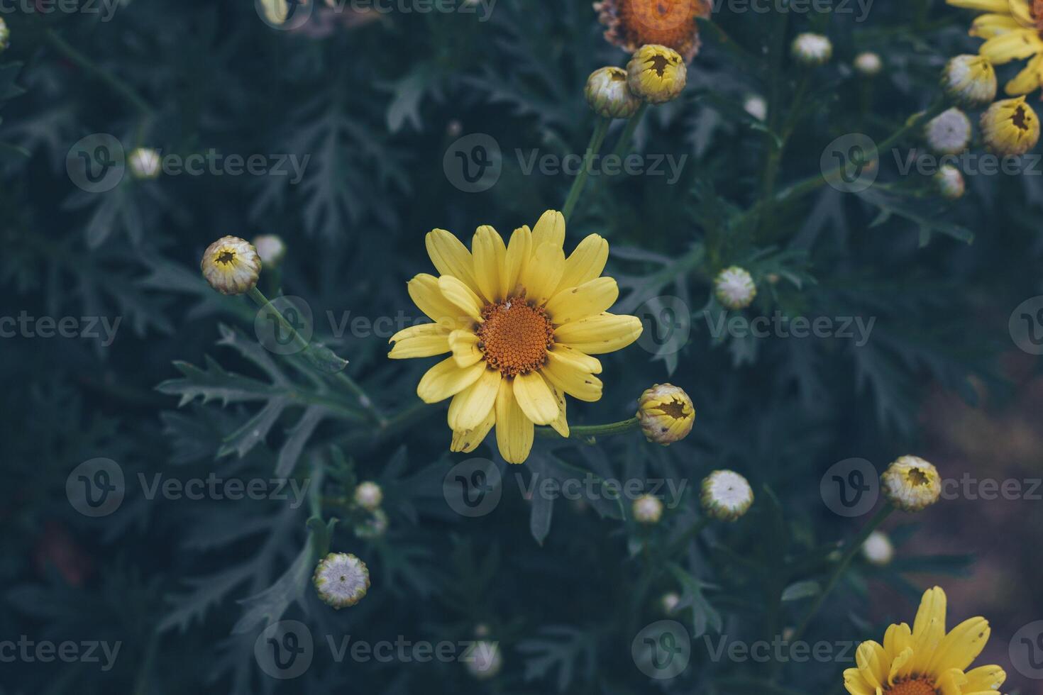 The Majestic Marigold Unveiling the Power and Beauty photo