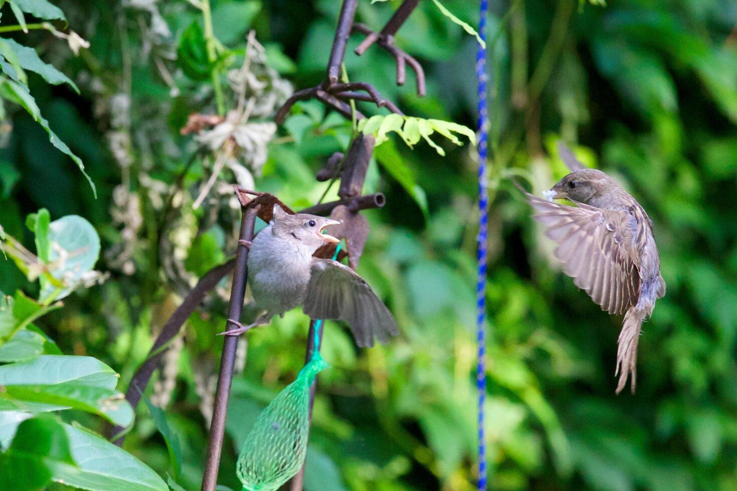 Melodies in The Chirping of Sparrows photo
