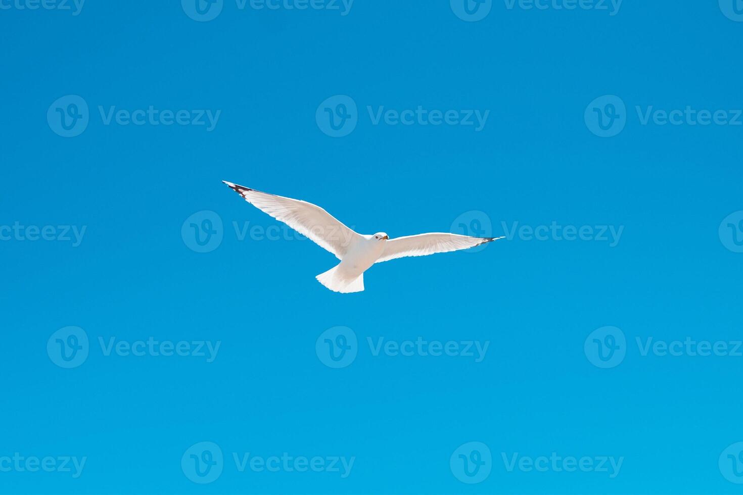 Graceful Innocence The Flight of the Innocent Duck Bird photo