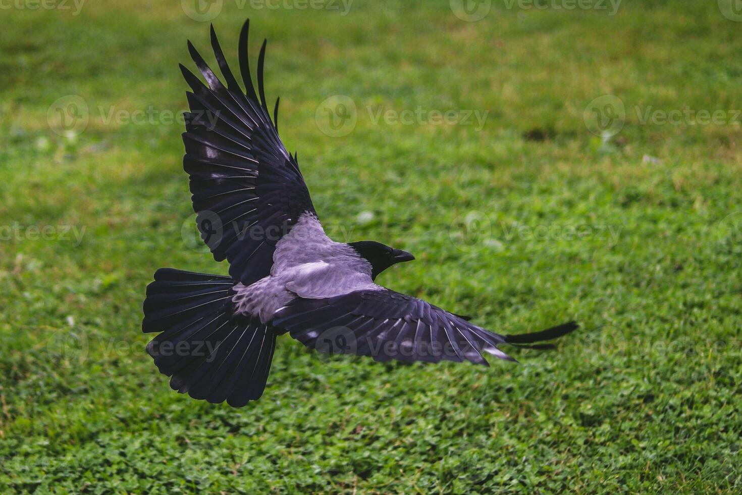 The beauty of the flight of the purple eagle photo