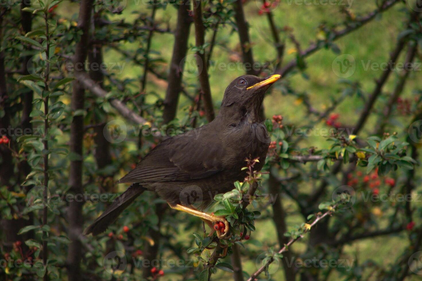 Elegance in Ebony The Beauty of the Indian Black Myna Bird photo