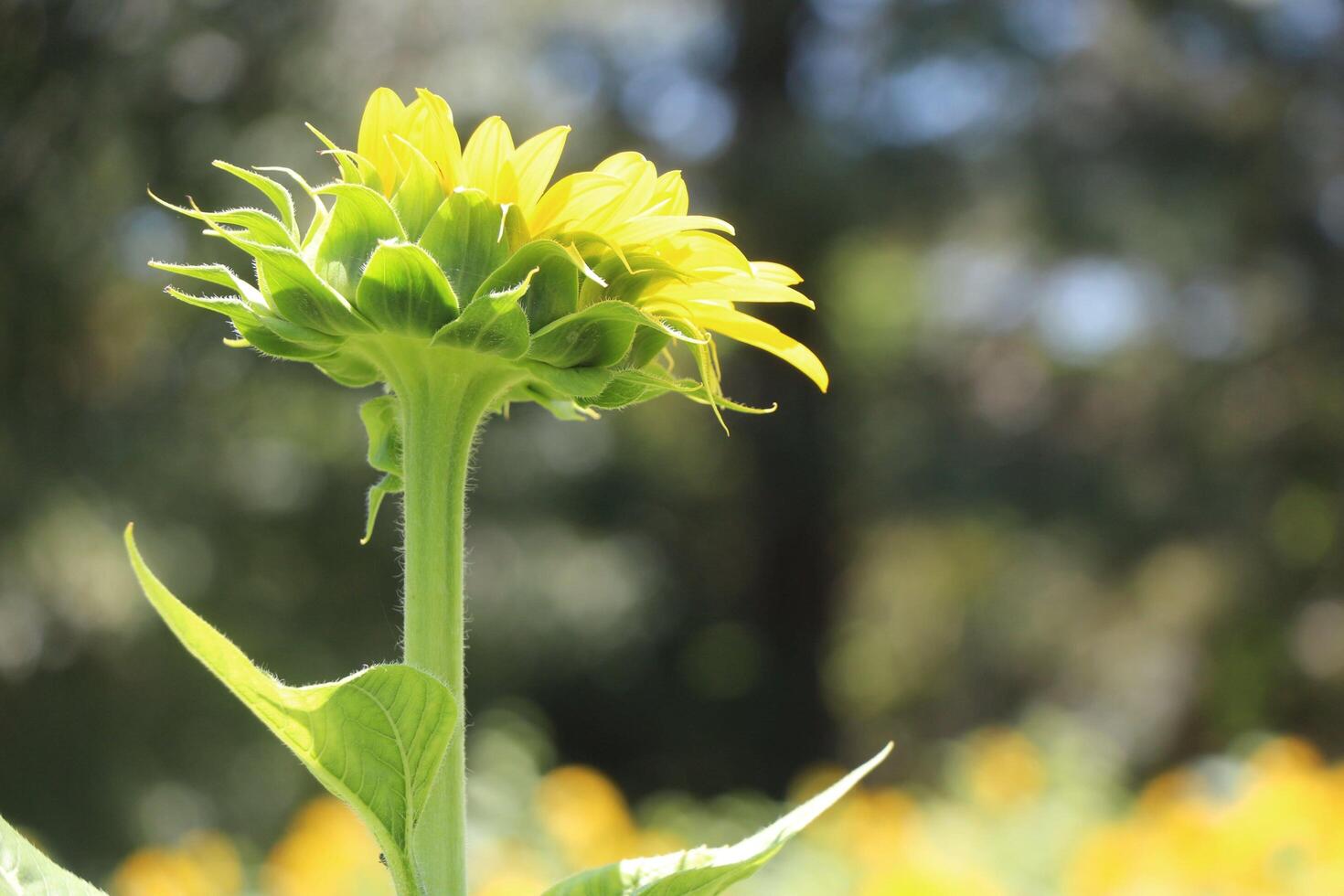 Emerald Sunbursts Celebrating the Beauty of Green Sunflower Flowers photo