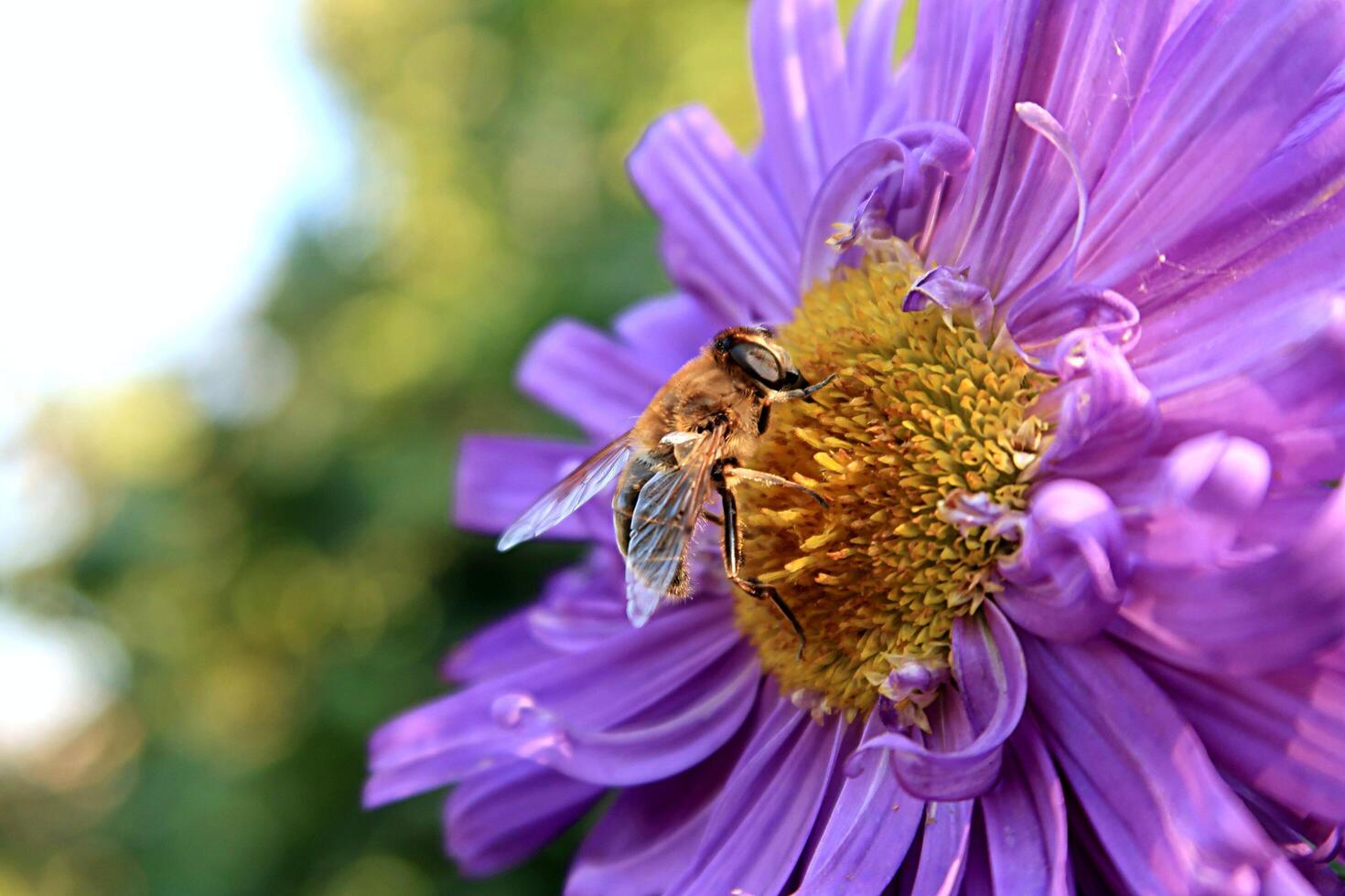Extracting honey from the fragrance of flowers photo