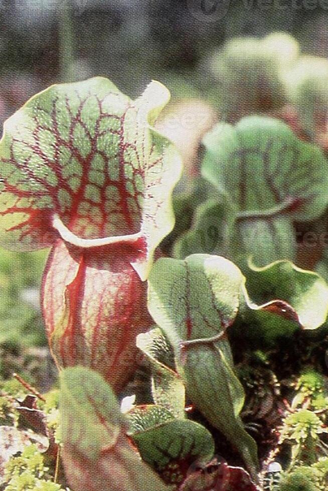 Elegance of Carnivorous Nature Plants photo