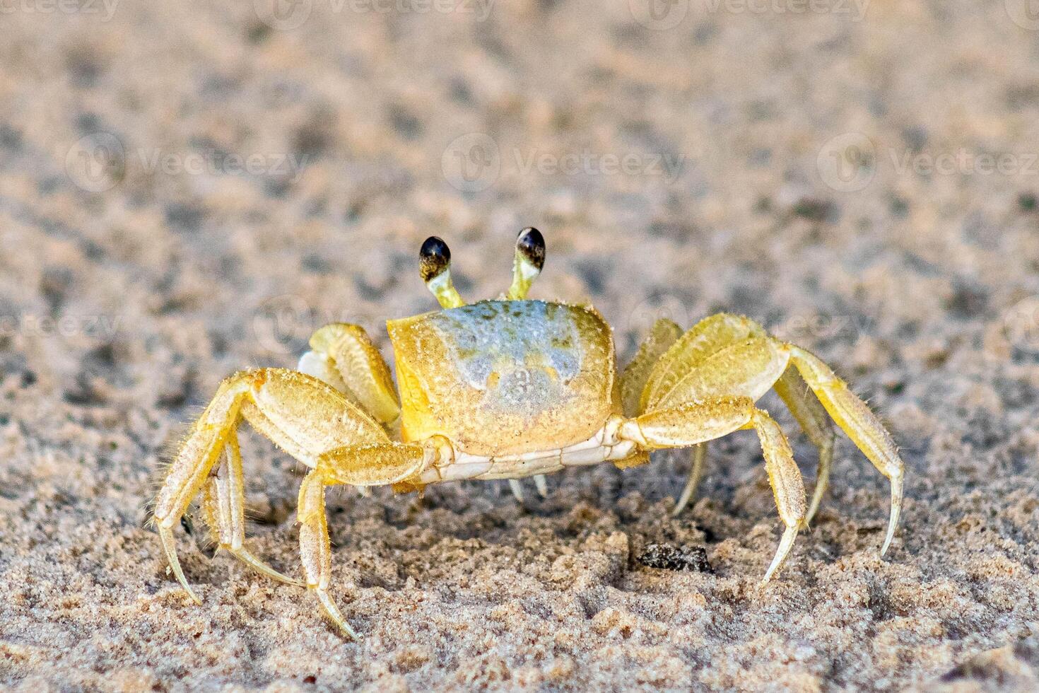 Green crab walks on the sand photo
