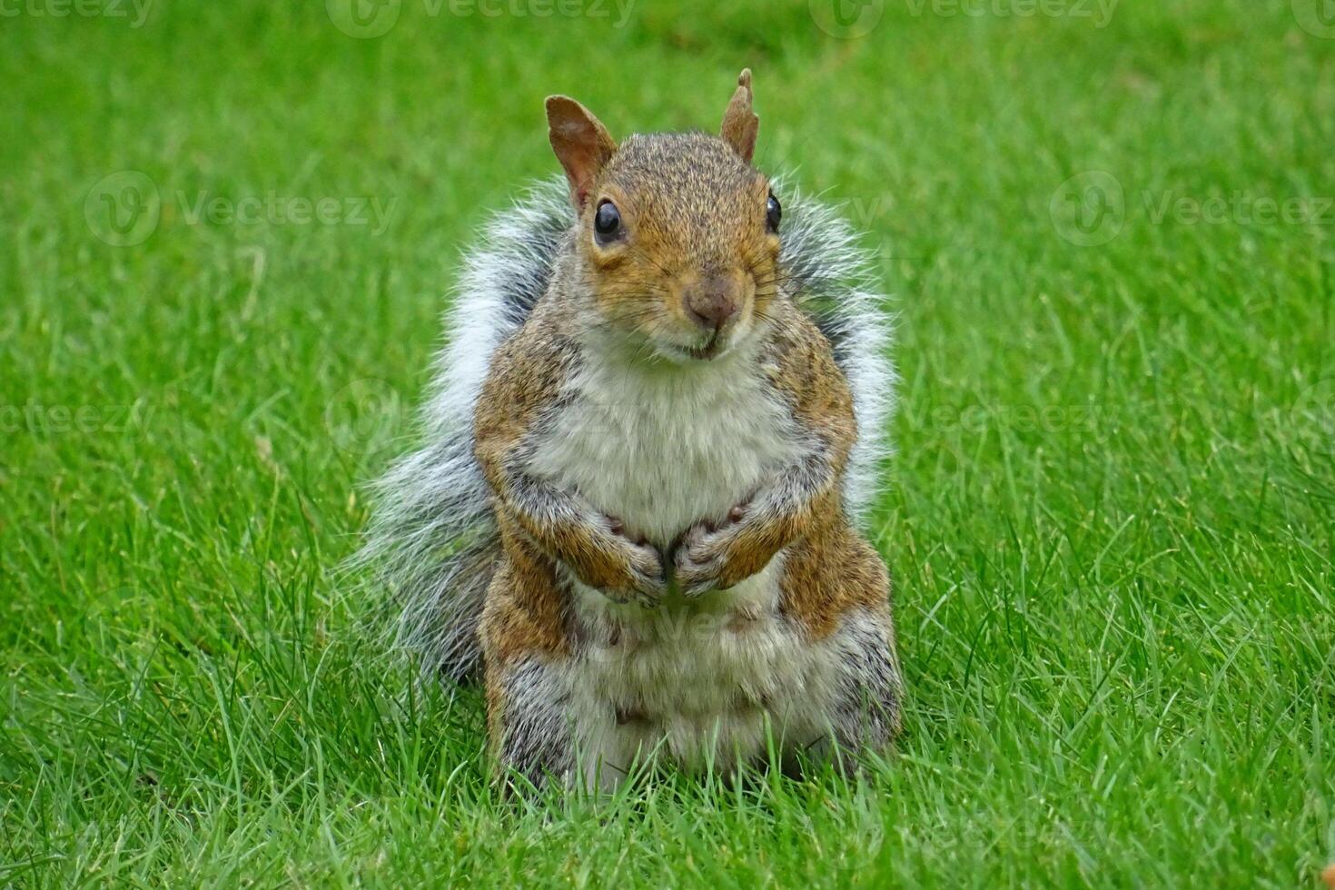 Graceful Squirrel Standing Tall Amidst the Grass photo