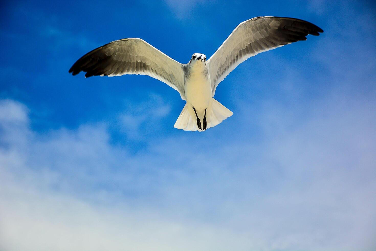 Seabirds Sanctuary of Peace photo