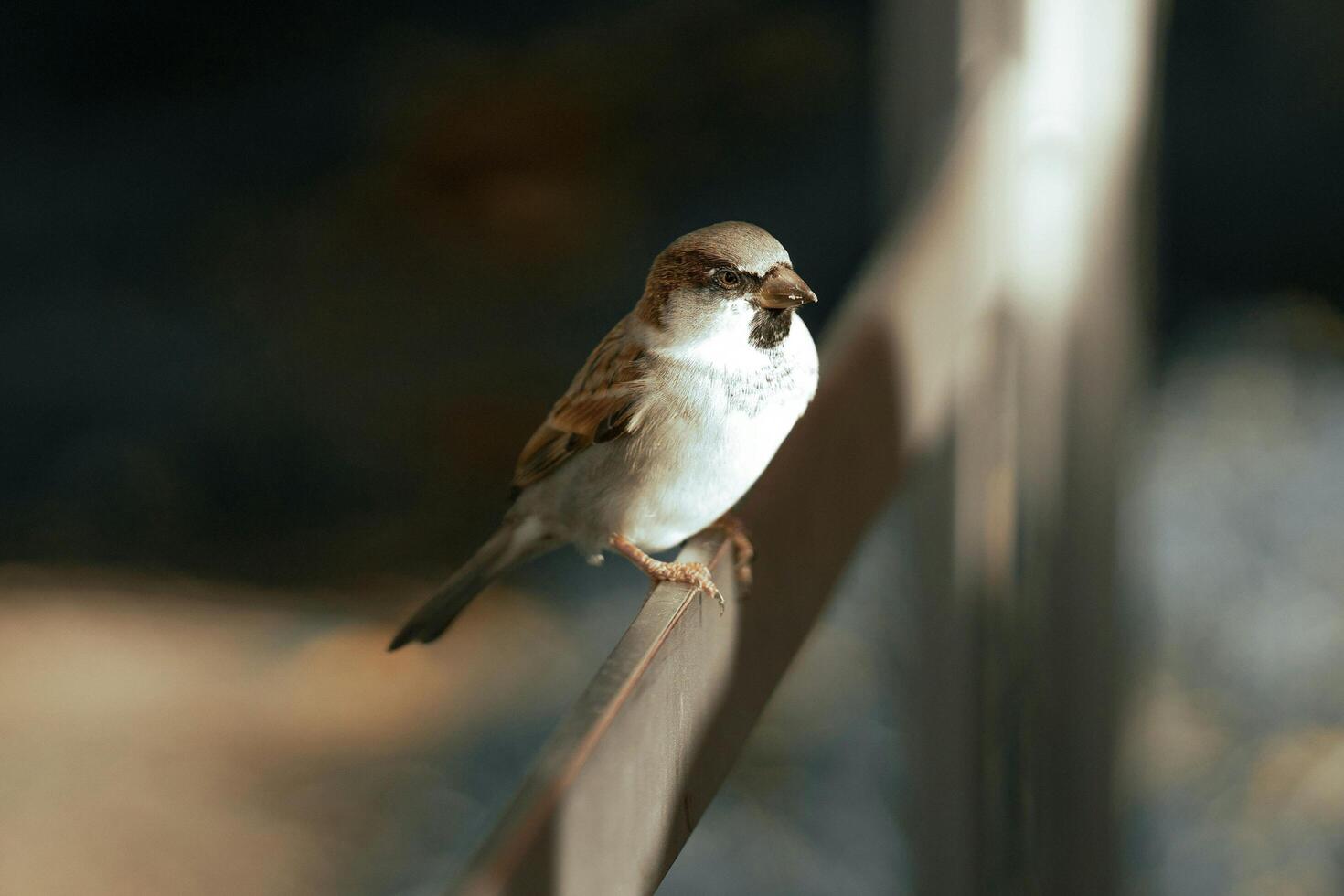 Whispers of Stillness The Silent Rest of the Sparrow photo