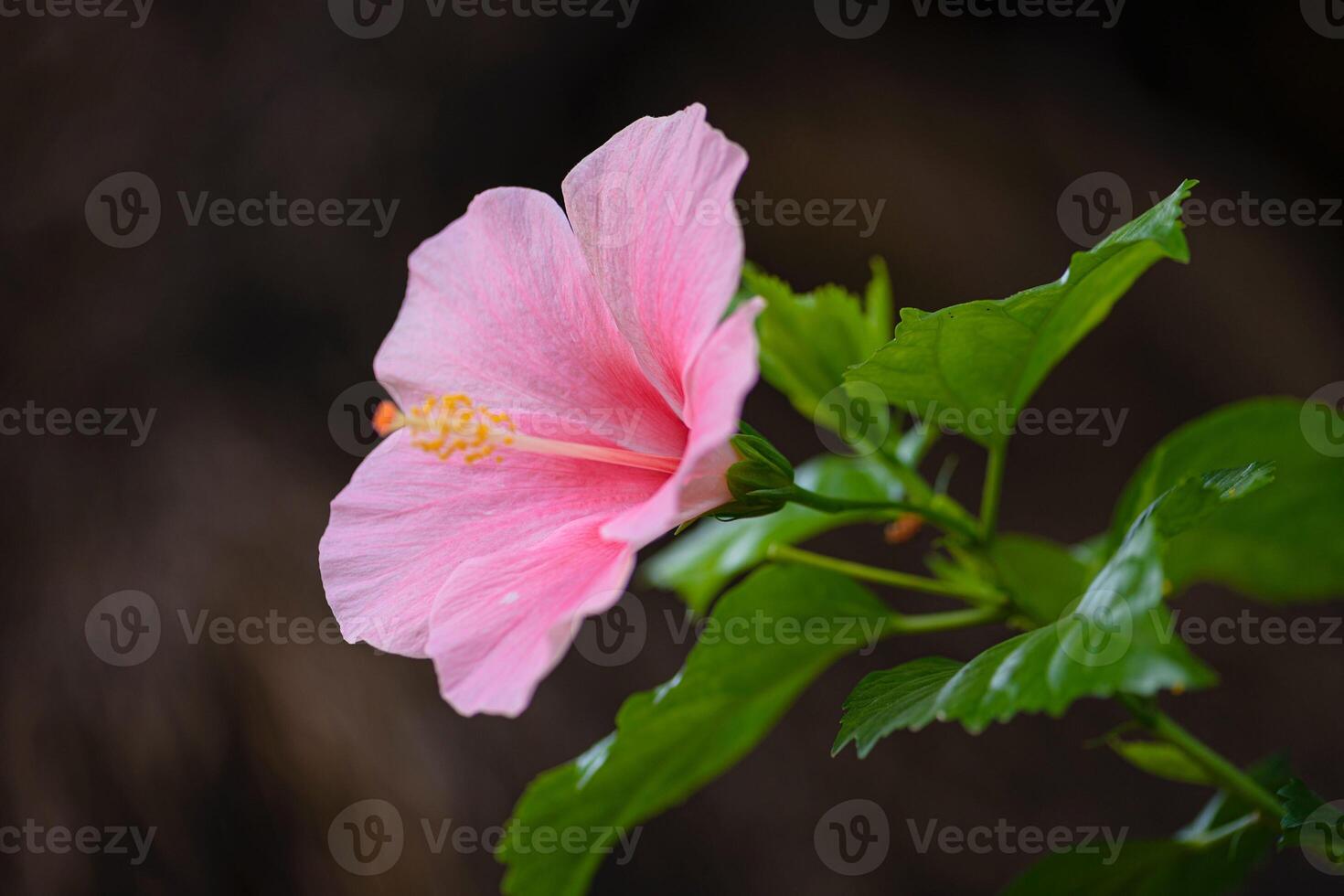 The Pure Pink Beauty of Hibiscus Revealed photo