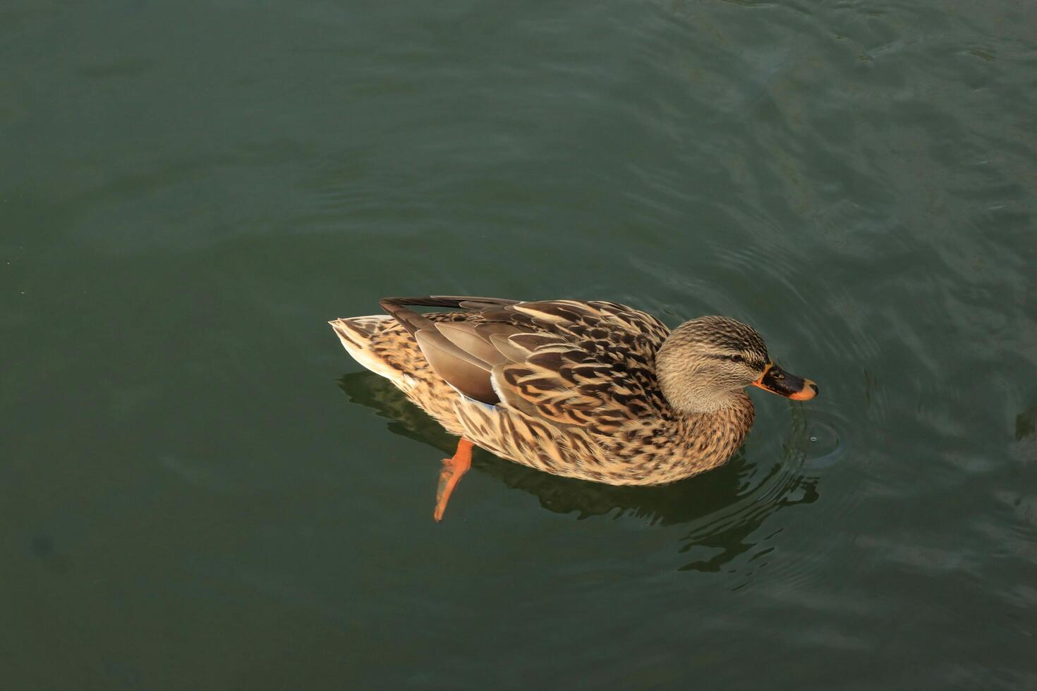 Native Duck's Serene Pond photo
