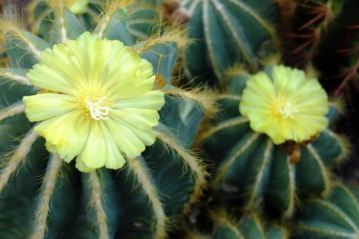 Nature's Jewel The Wild Green Cactus Flower photo