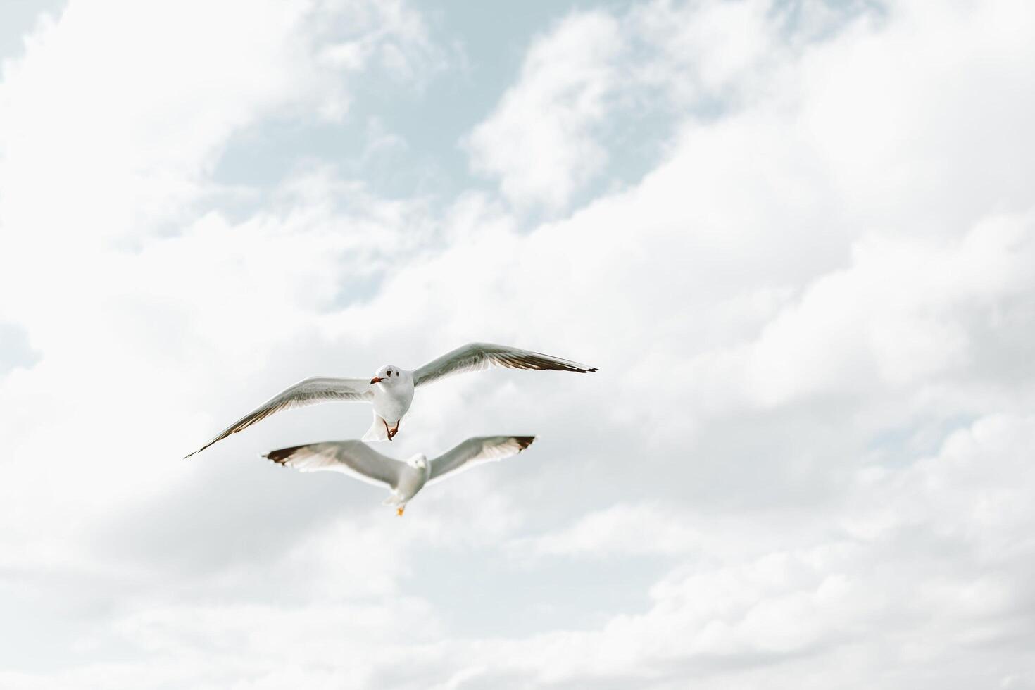 Seabirds Serene Nesting photo