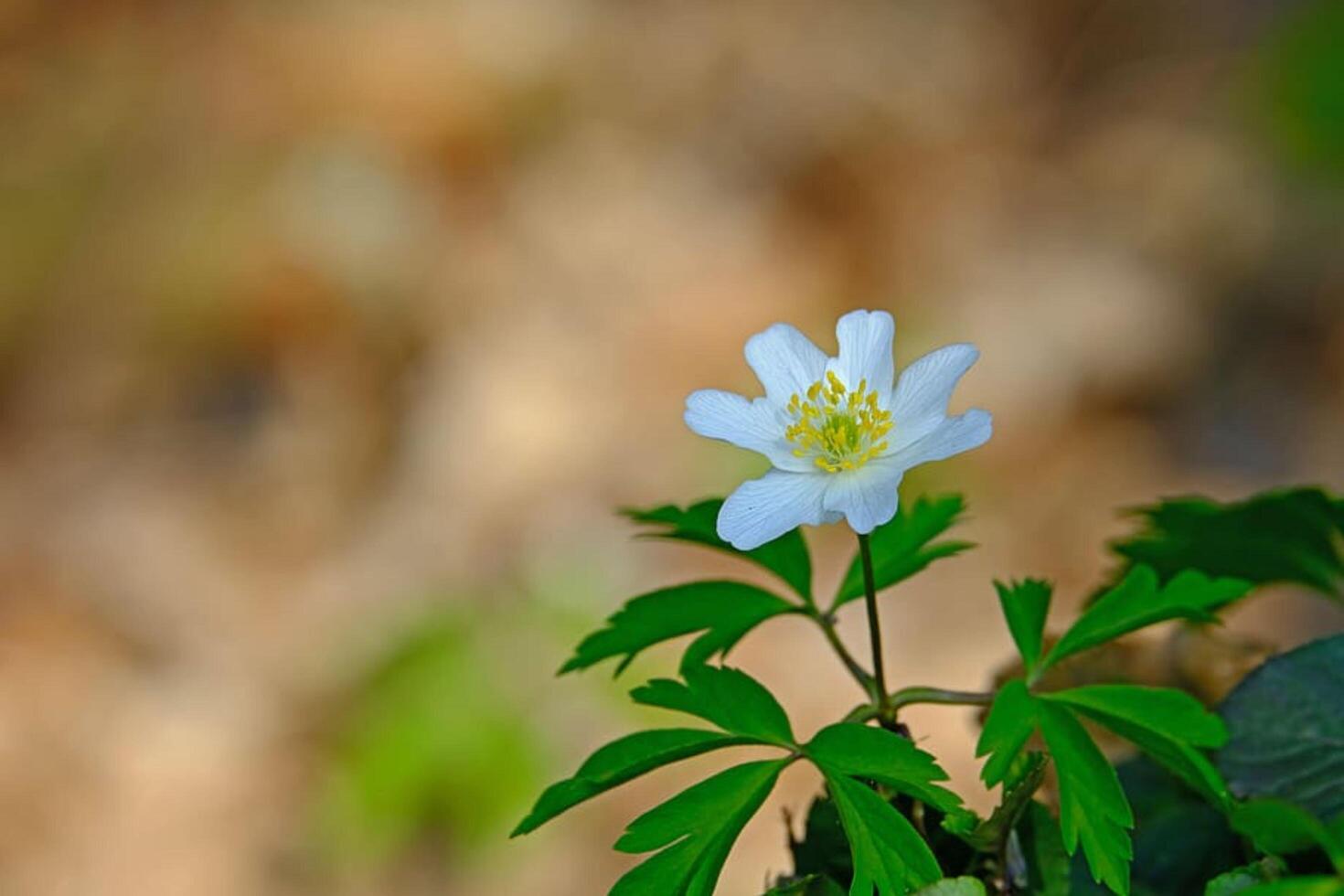 Blossoming Beauty Natural Anemone Spring Flower photo