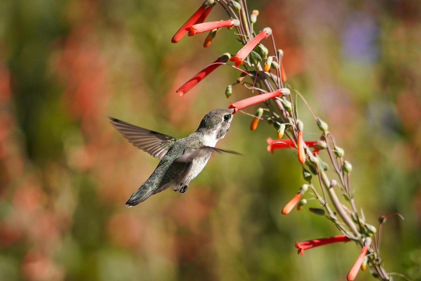 Nectar Elixir Delight Drink hummingbird flower juice photo