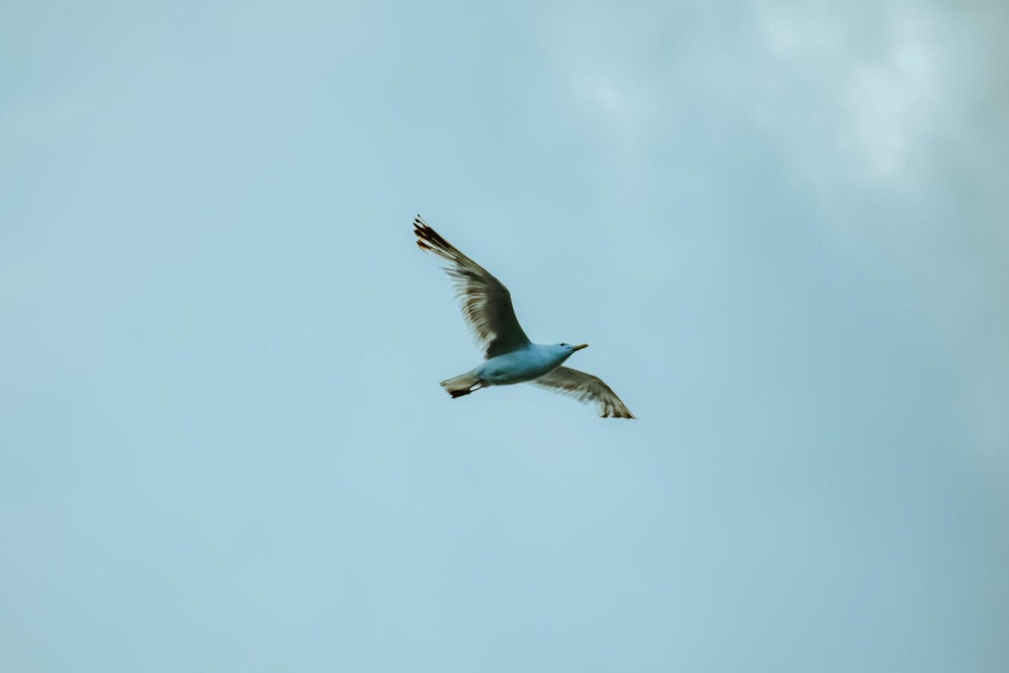 Whimsical Wings The Free Flight of the Duck Bird photo