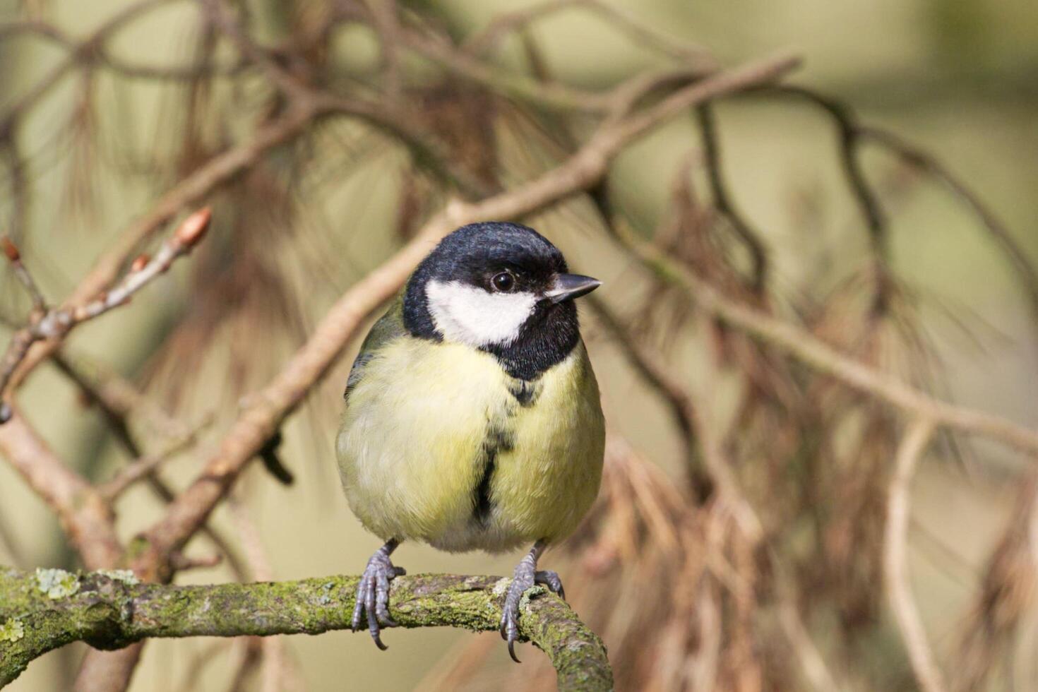 Sparrow's Cunning Gaze photo
