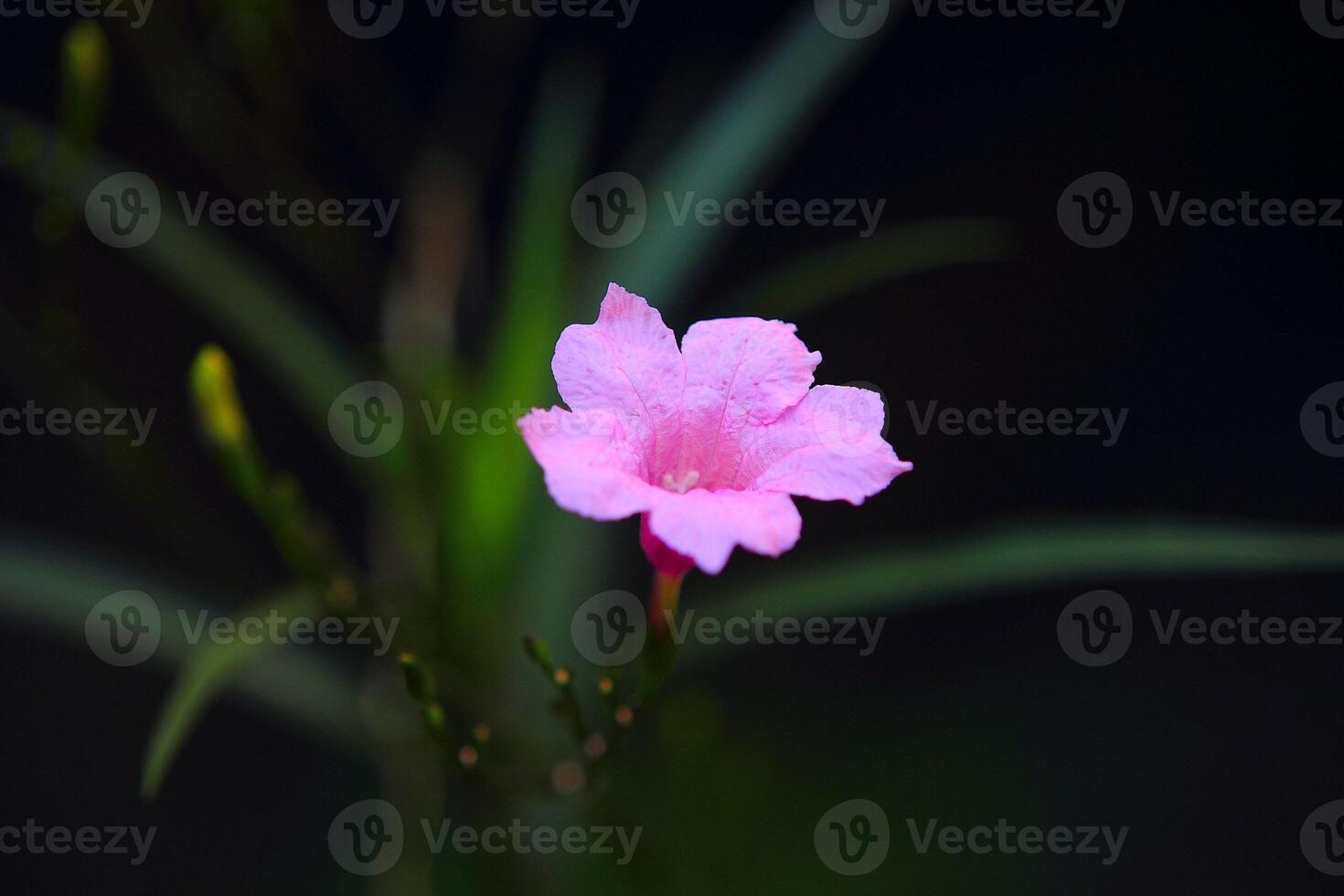 Enchanting Sky Blue Forest Hibiscus A Floral Symphony photo