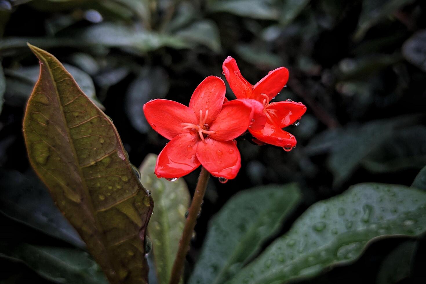 Crimson Canopy The Enchanting Beauty of Red Forest Flowers photo