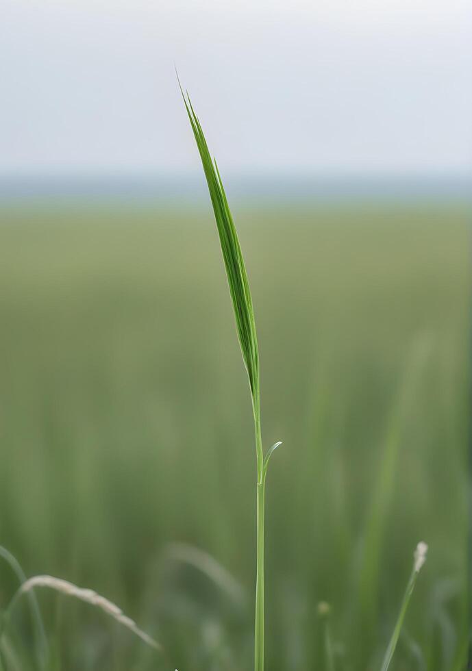 Empty Horizon with a Single Blade of Grass in Focus photo