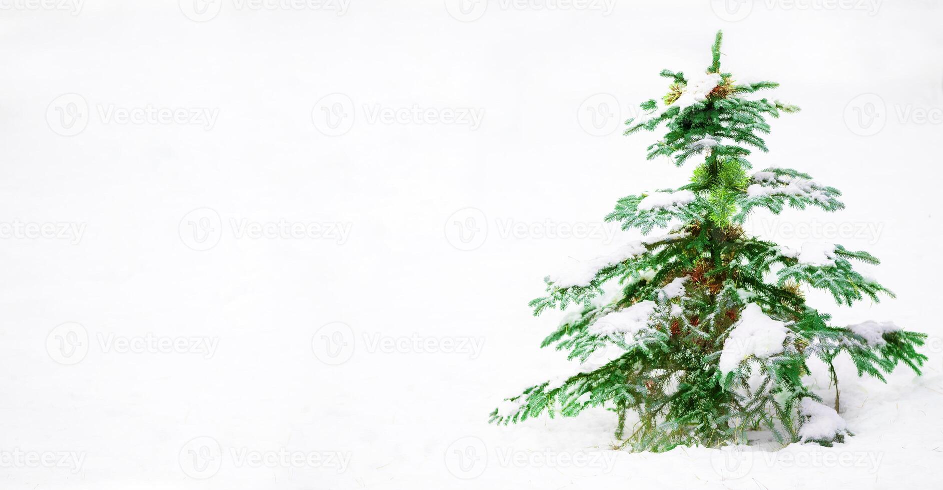 Christmas tree banner on white background photo