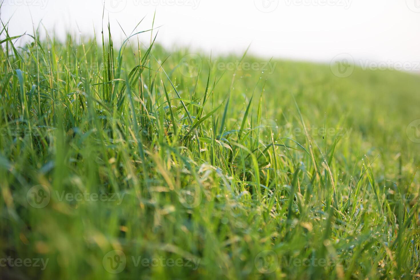 Green grass with morning dew photo
