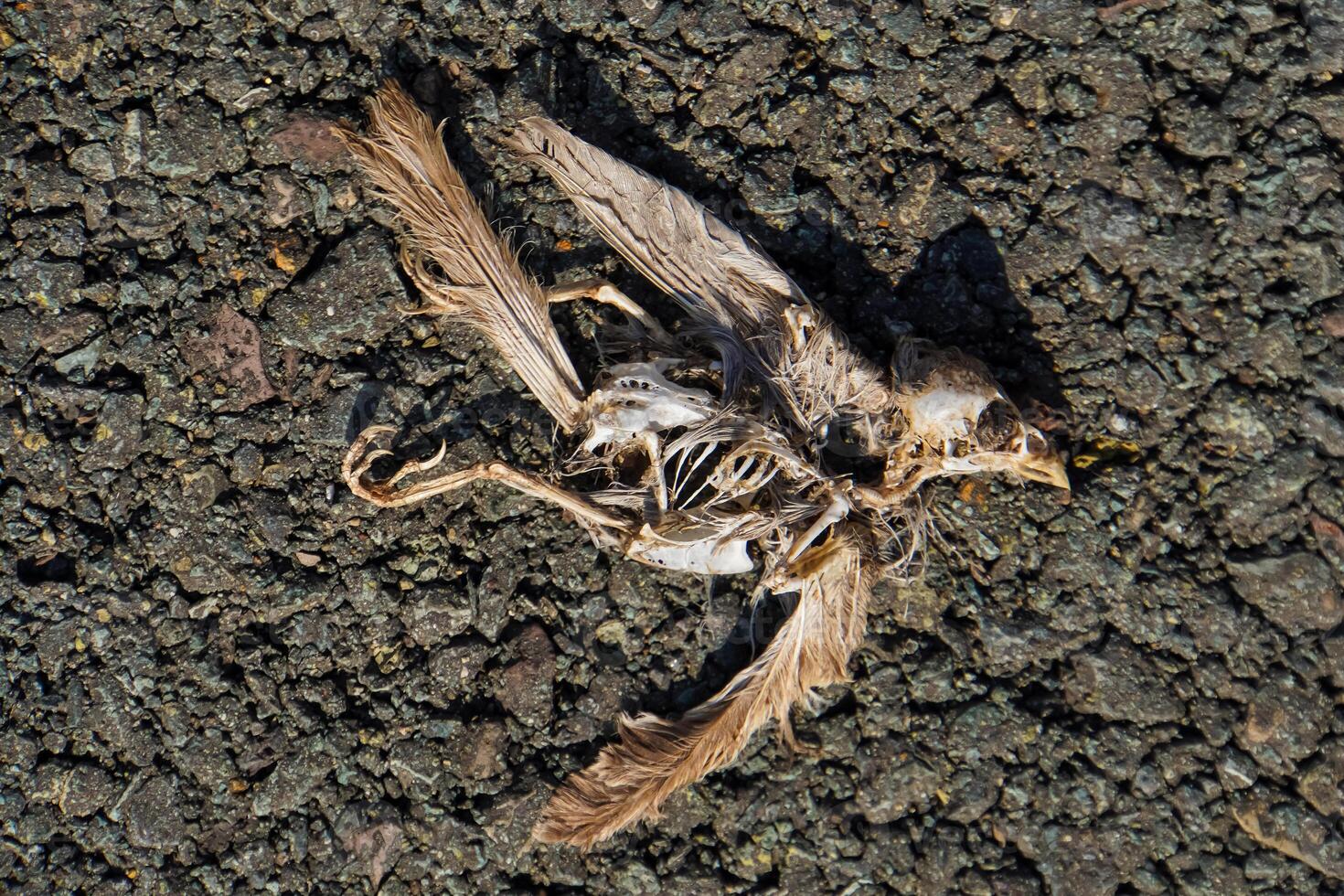 Dead Bird Skeleton, small dried bird skulls photo