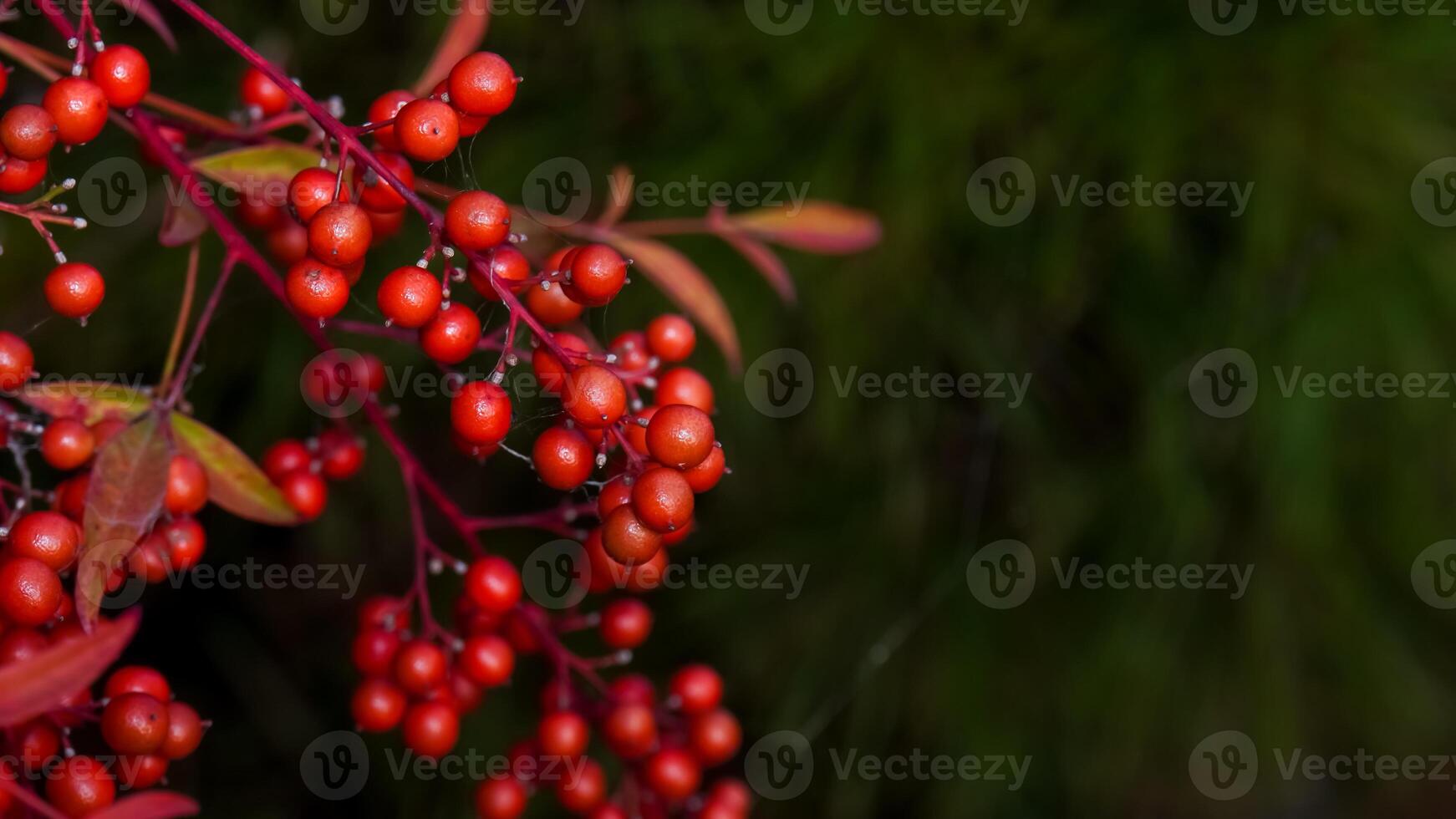 Nandina domestica Sacred Bamboo winter red berries photo