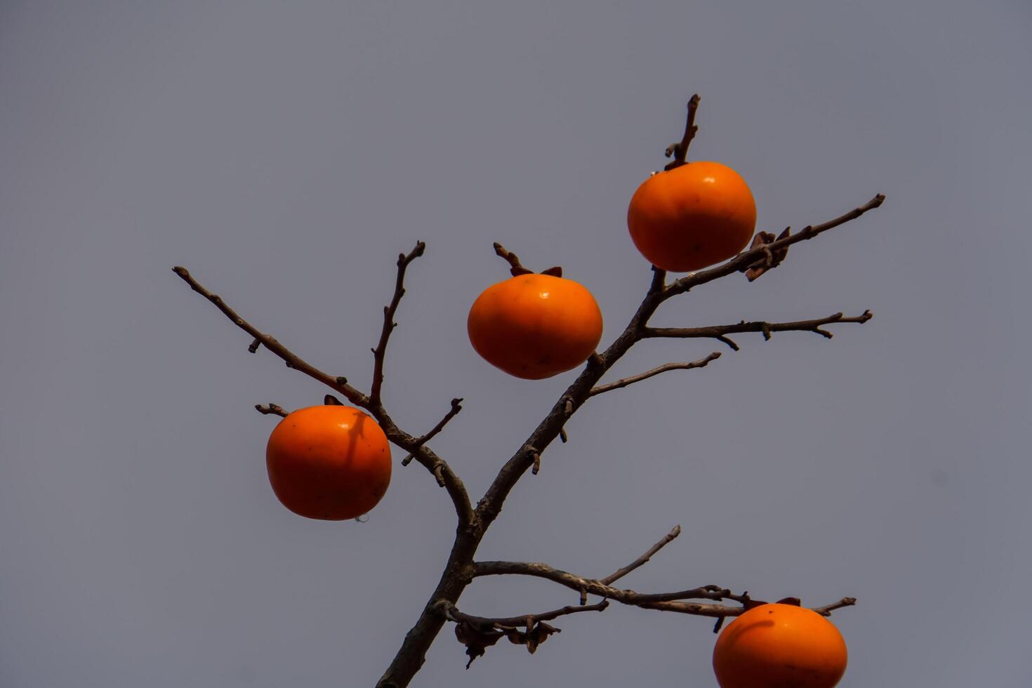 two persimmons on a tree with blur background photo