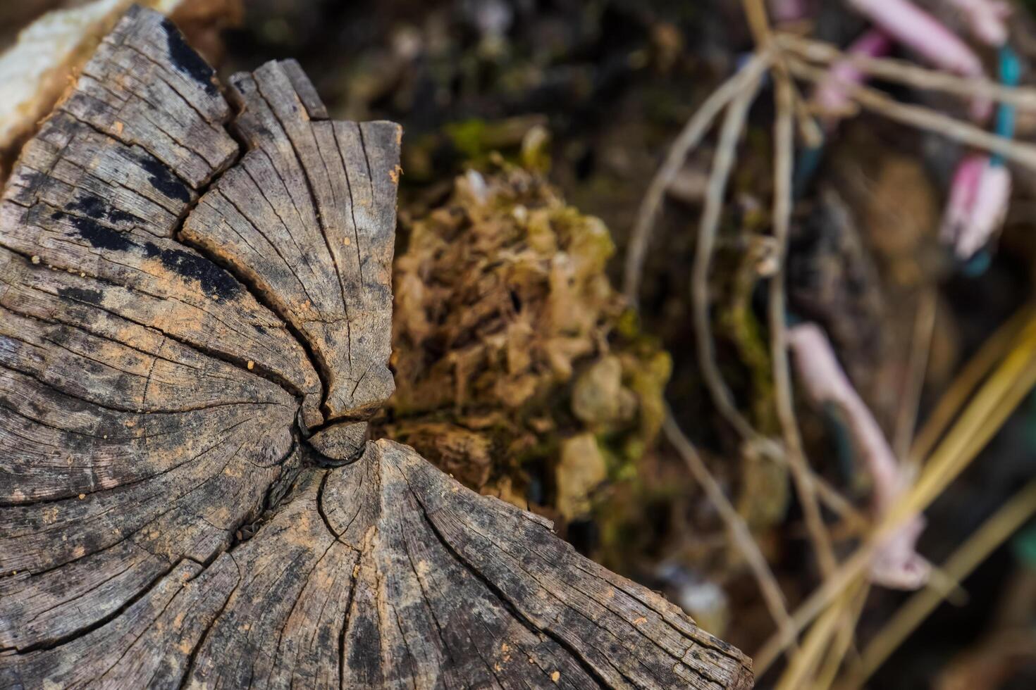 Old rotten wood of a rotten tree. Weathered trees are destroyed. Background or texture. photo