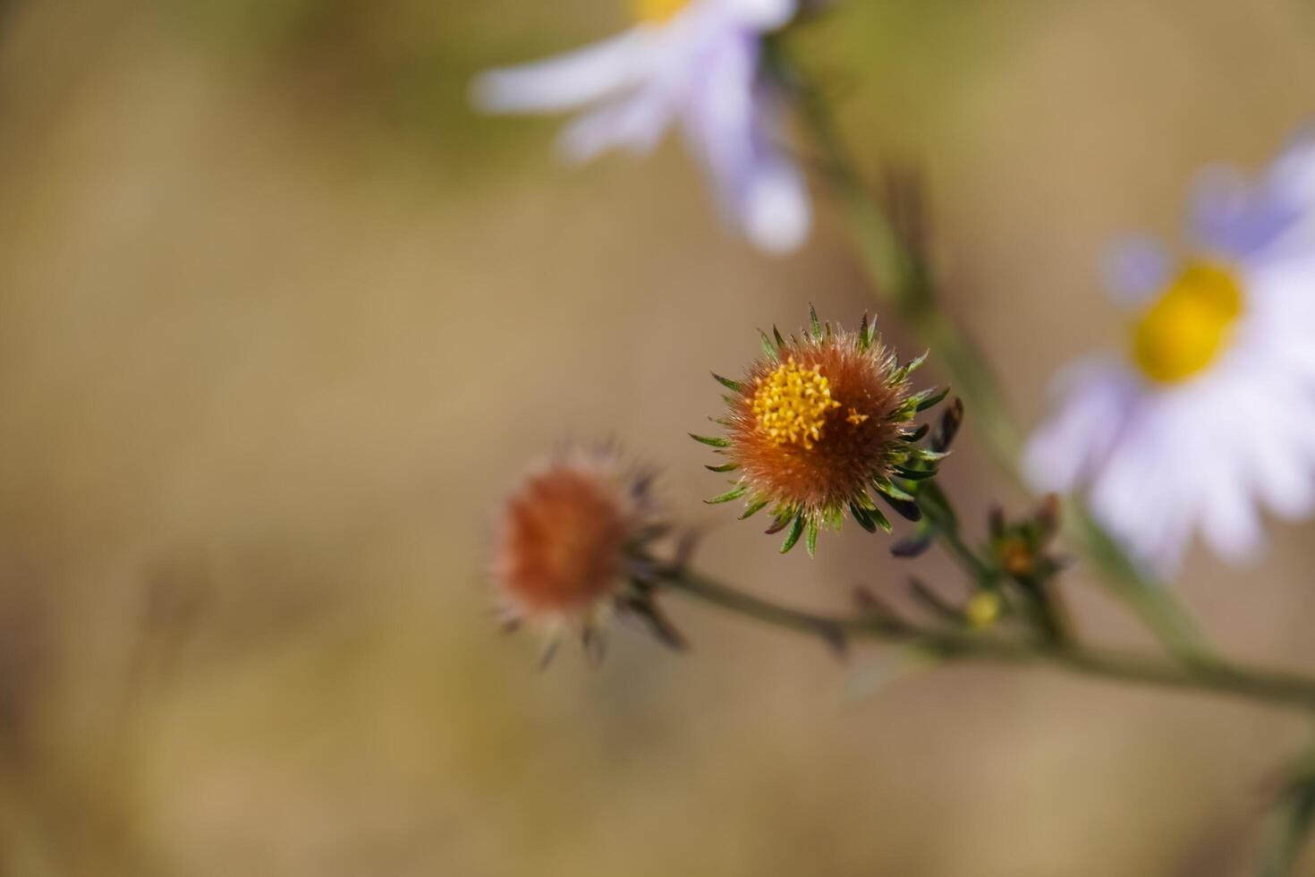 Close-up image of the beautiful autumn flowering purple Aster amellus, the European Michaelmas-daisy flower photo