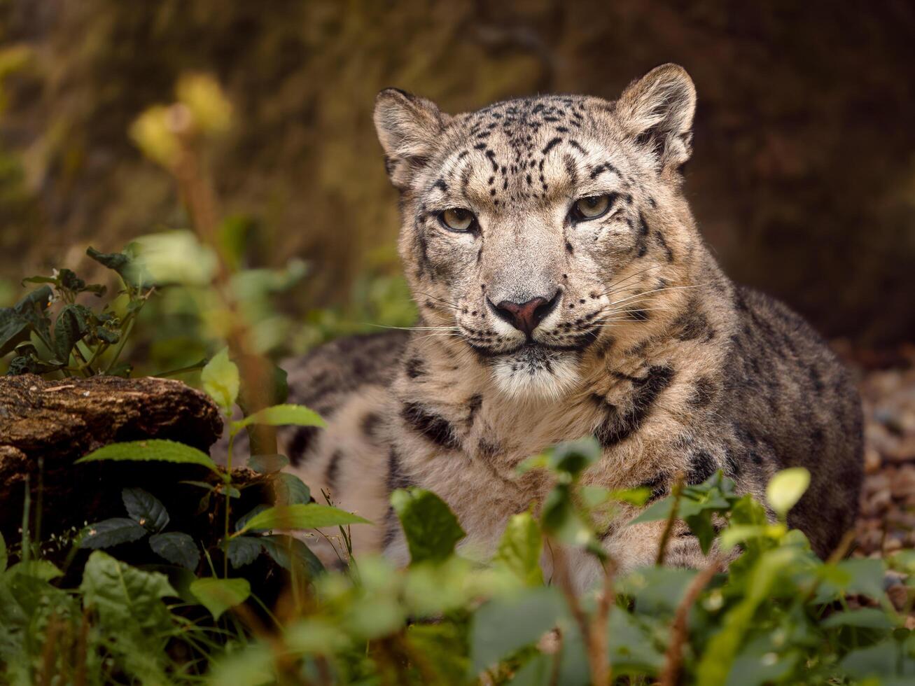 Portrait of Snow leopard in zoo photo
