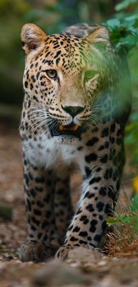 Portrait of Persian leopard in zoo photo