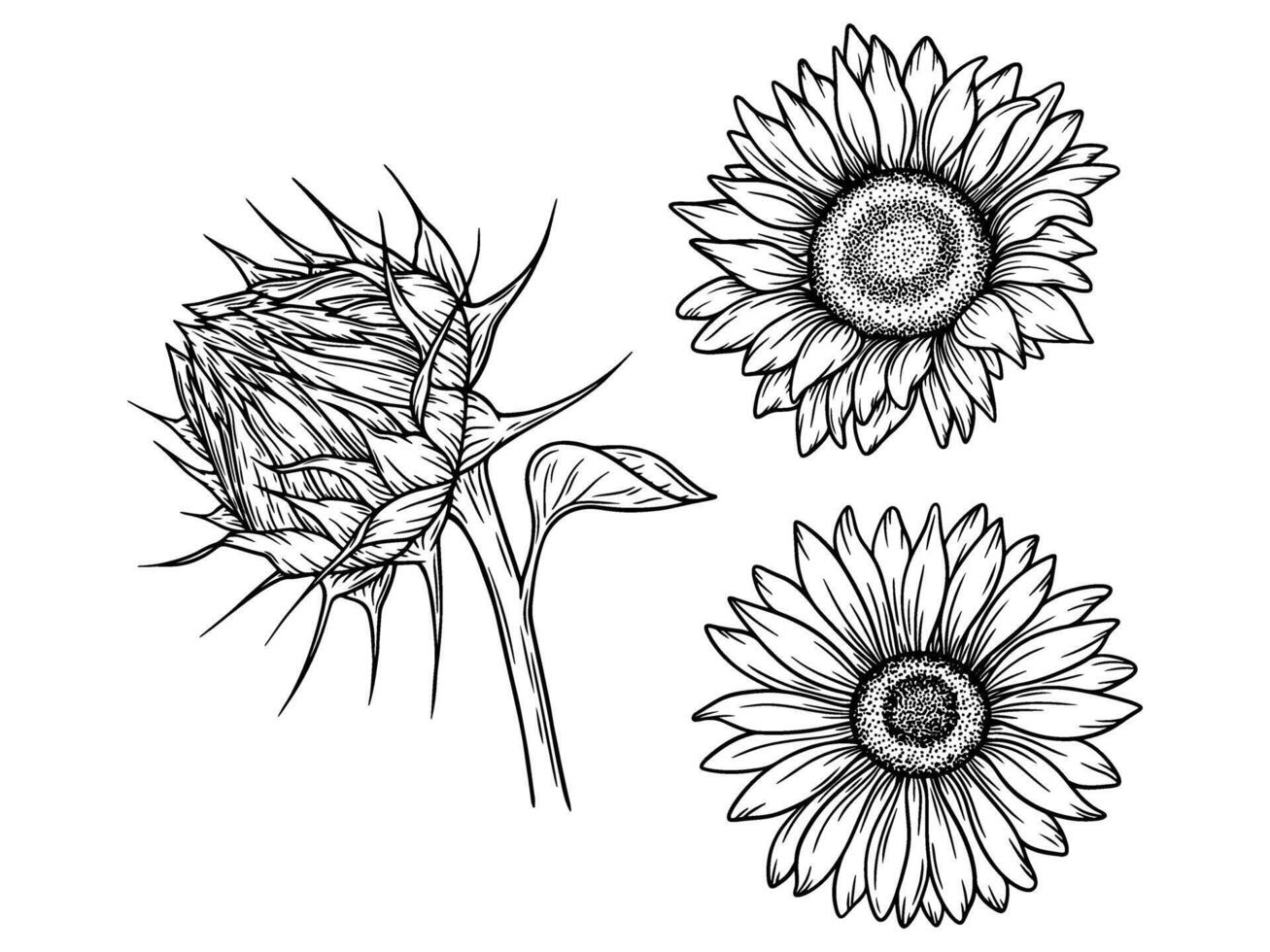 Set of sunflower illustrations in line art style. Graphic monochrome drawing. Hand drawn floral outline sketch, engraved illustration. Design element for coloring book, tattoo, logo, icon, label. vector