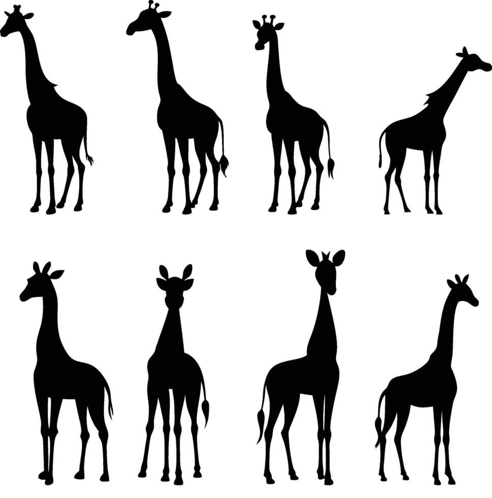 Isolated giraffe Silhouettes in Various Poses on White Background vector