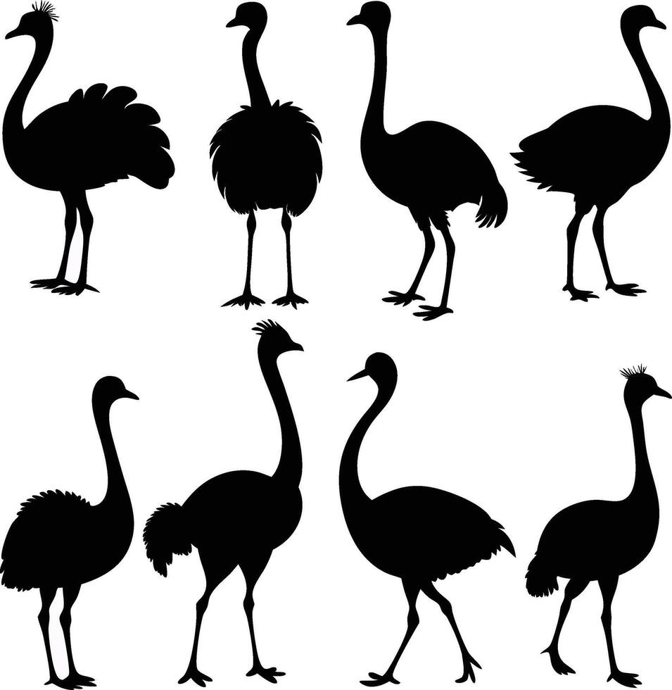Isolated ostrich Silhouettes in Various Poses vector