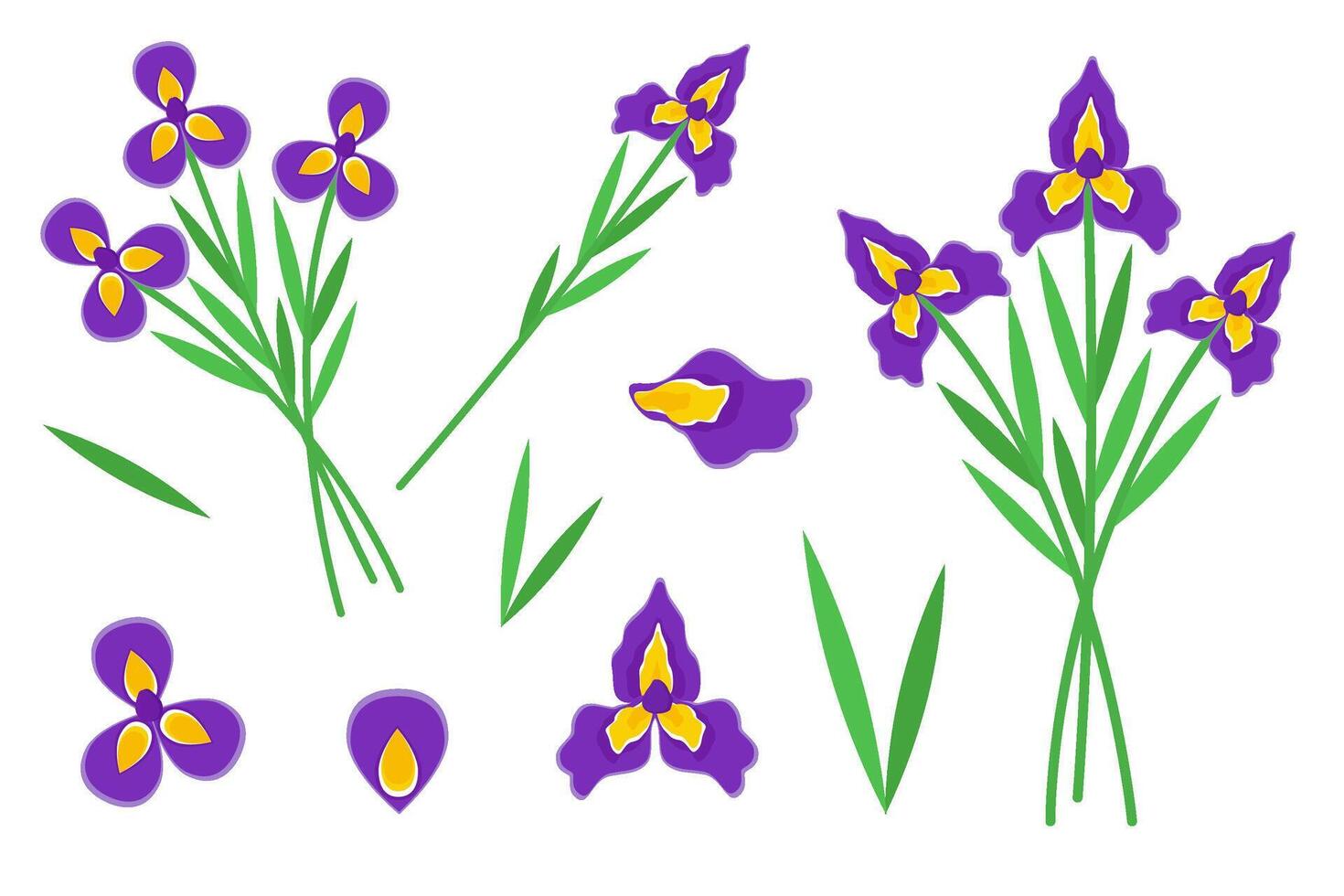 Irises set. Floral illustration of blooming flower on branch with green leaves and bud. Botanical drawing of bouquet of purple and violet irises. vector