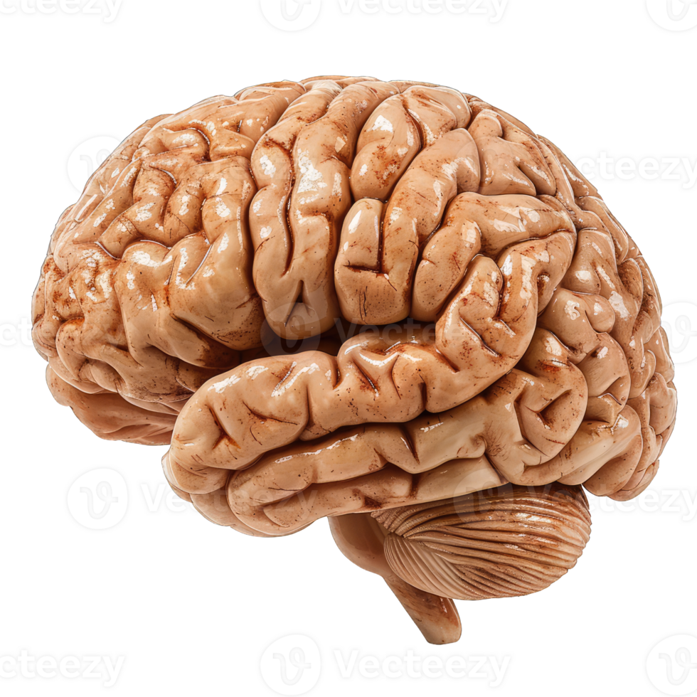 Detailed anatomical representation of a human brain, showcasing its complex structure and unique features in a realistic manner. png
