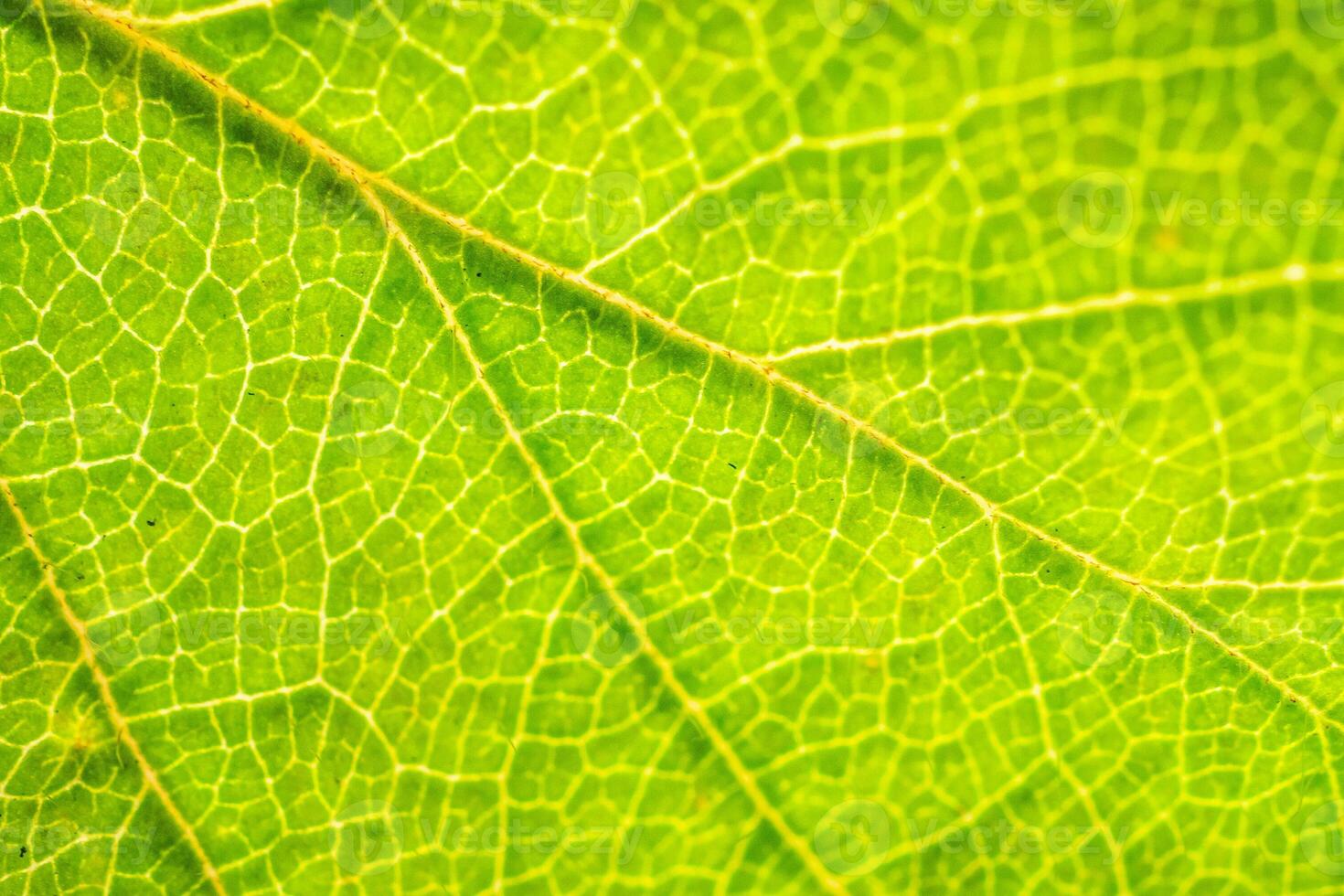 Green leaf texture surface background close up photo