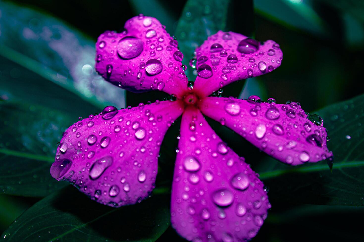 A Periwinkles Rain Drop Kiss photo
