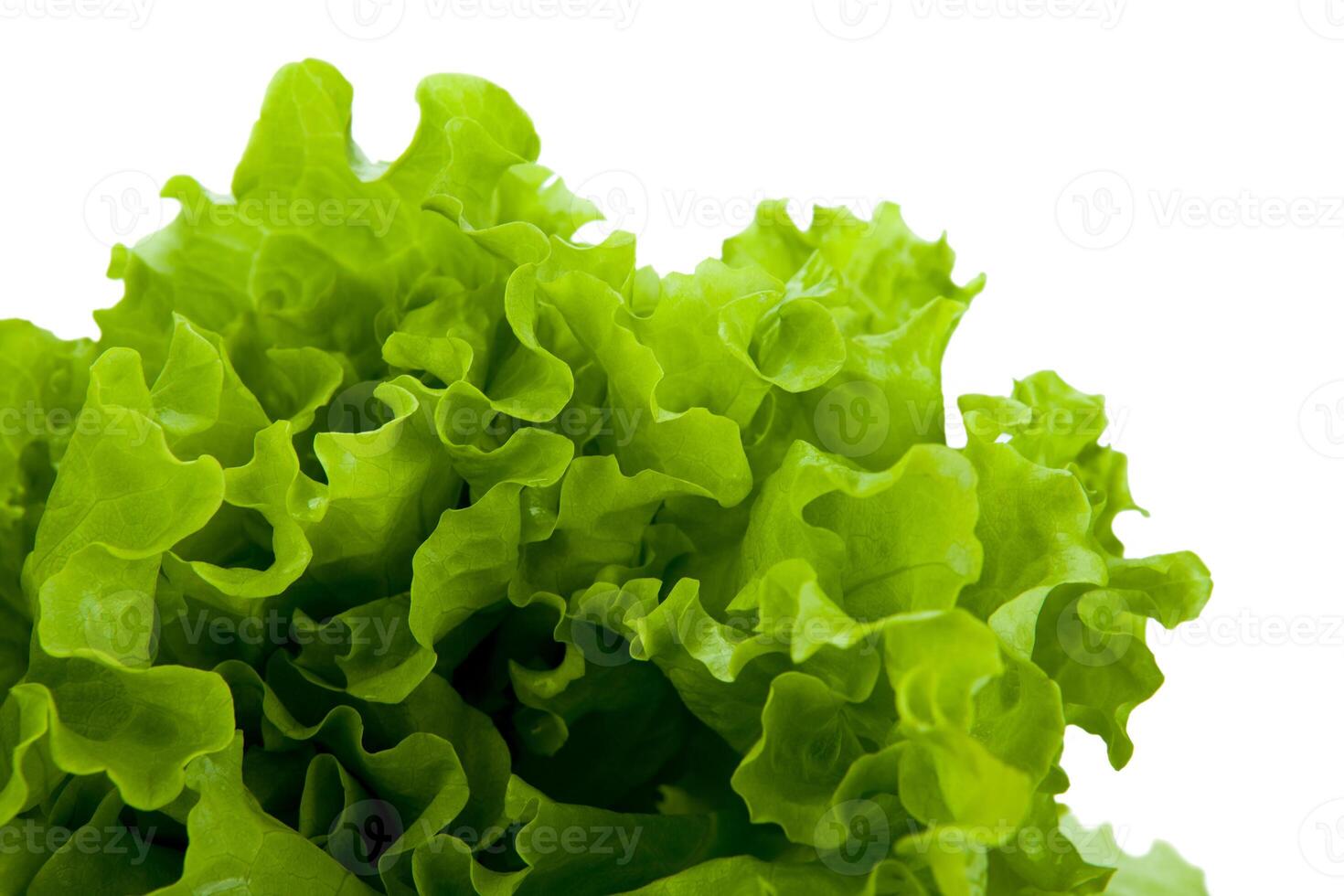 leaf lettuce close-up photo