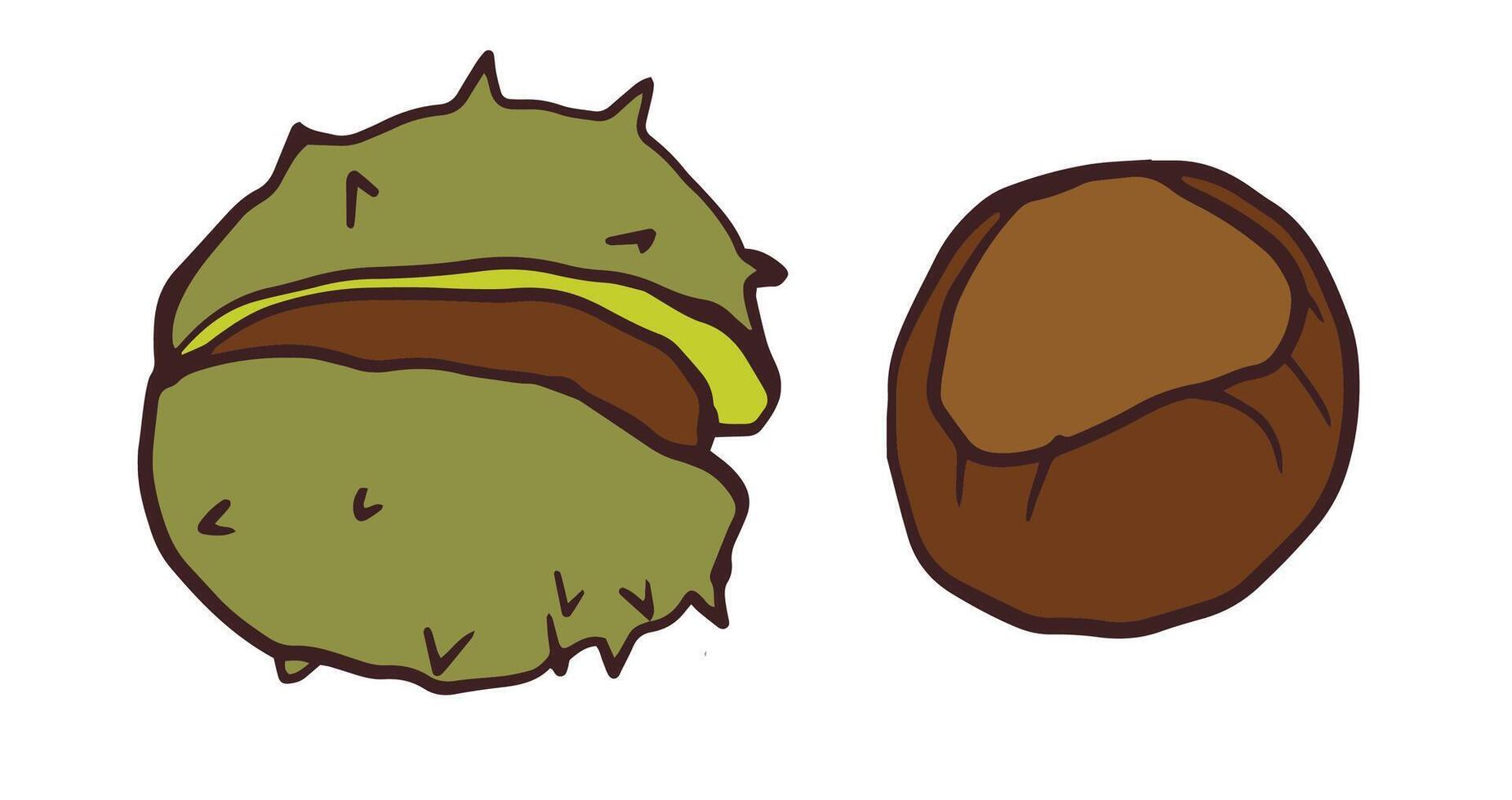 chestnut with its spiky green husk and a separate brown nut. materials, autumn-themed designs, botanical illustrations, and seasonal decorations. The simple and children's books, poster vector