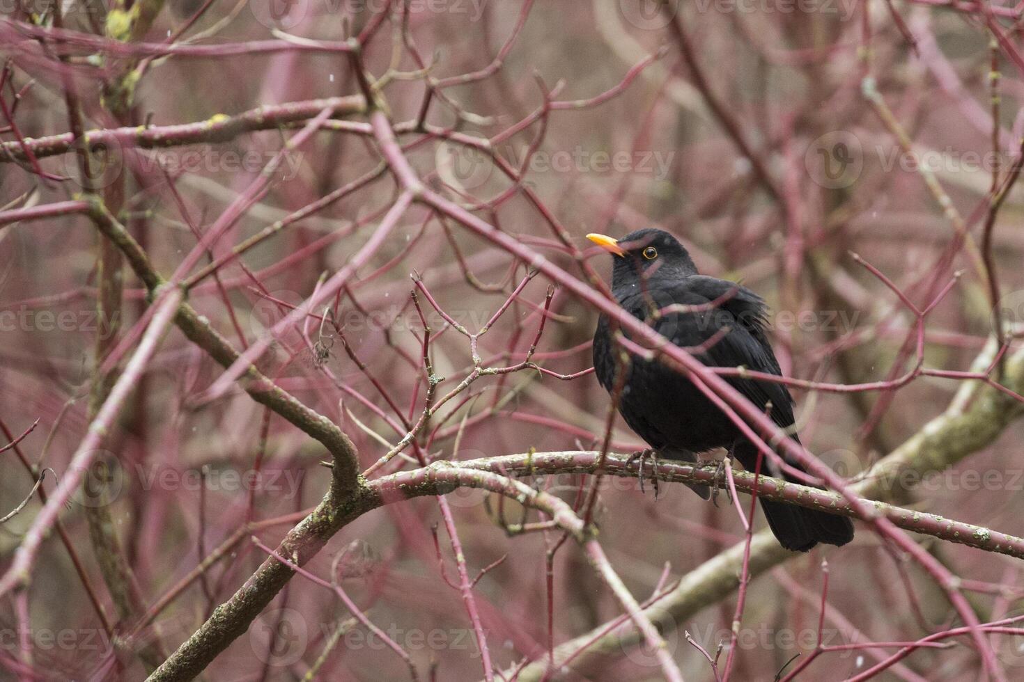 Blackbird on a tree photo