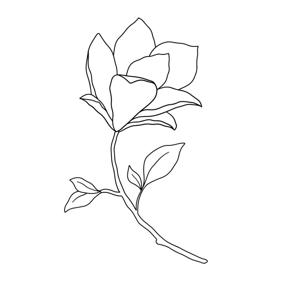 Magnolia line art illustration. Hand drawn black ink sketch isolated on white. Outline floral doodle vector
