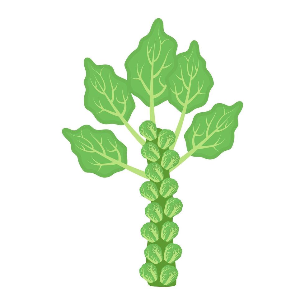 Brussels sprouts vegetable. Healthy food. illustration. vector