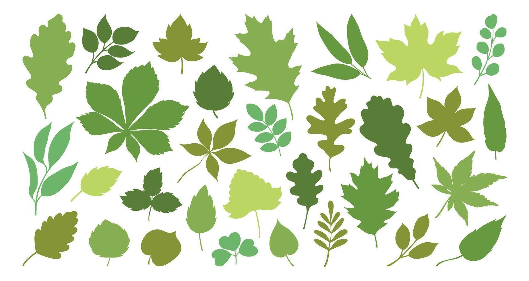 Set of silhouettes of various tree leaves, oak, maple, and chestnut. Simple, green monochrome spring or summer leaves collection. Flat illustration on a white background. vector